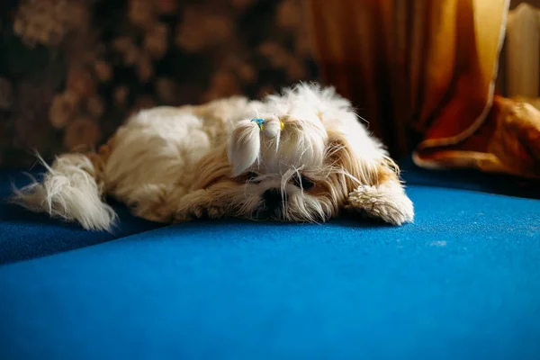 Triste shih tzu cão jaz no chão. Preparação — Fotografia de Stock