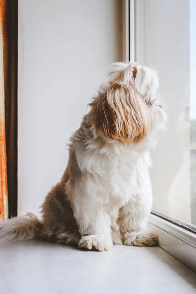 Pencerede üzgün shih tzu köpeği. Tımarlama
