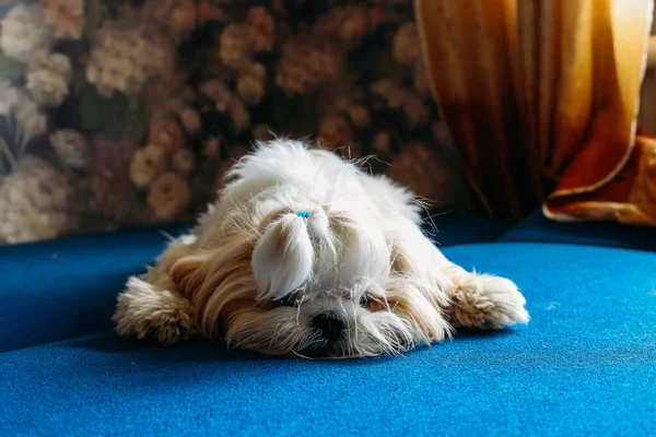 Triste shih tzu cão jaz no chão. Preparação — Fotografia de Stock