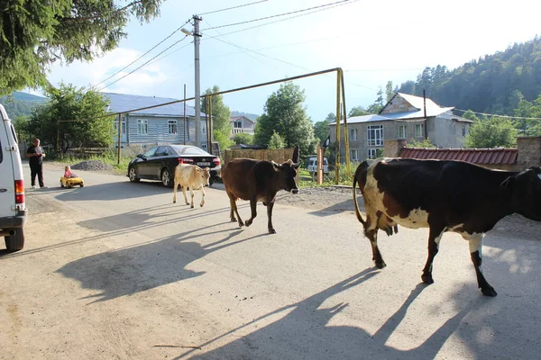 Batumi, Georgia. 13 Haziran 2021. Köyde inekler yol boyunca yürüyor..