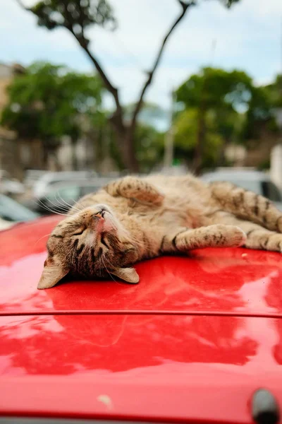 Gestreifte Straßenkatze liegt und schläft auf rotem Auto — Stockfoto