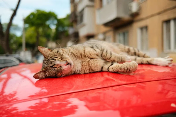 Gestreifte Straßenkatze liegt und schläft auf rotem Auto — Stockfoto