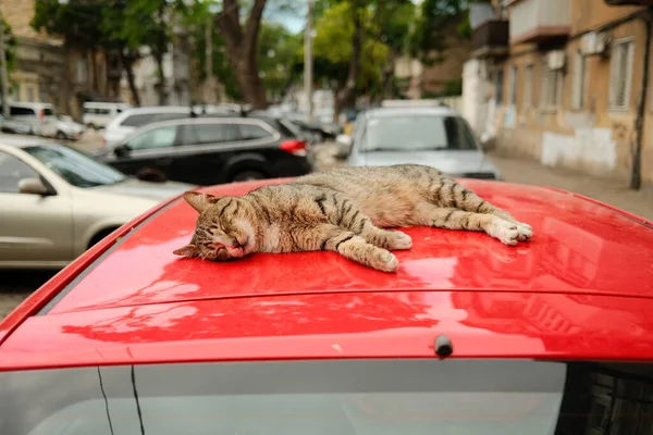 줄무늬가 있는 거리 고양이가 빨간 차에 누워 잠을 자고 있다 — 스톡 사진