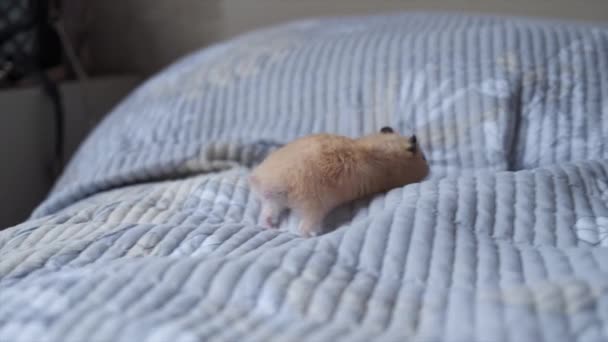 叙利亚仓鼠在床上跑来跑去. — 图库视频影像