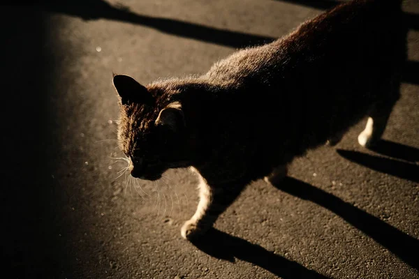 Silhouette d'un chat dans la lumière du coucher du soleil. — Photo