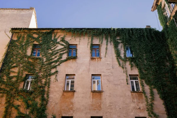  Yeşil sarmaşık evi kapladı..