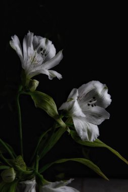 Gece ışığında alstromerya