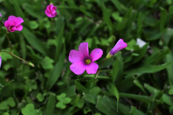 Small Flowers Growing Grass — стоковое фото