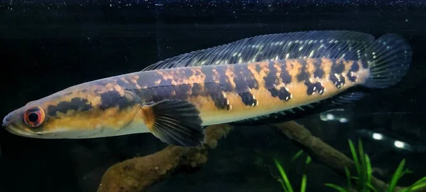 Channa Maruliodes Ist Ein Typischer Asiatischer Schlangenkopffisch Insbesondere Südostasien — Stockfoto