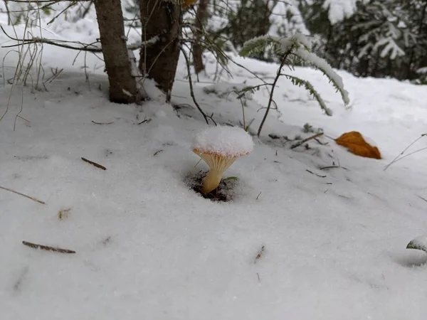 Frozen Mushroom Forest — Foto Stock