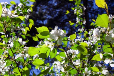 elma ağaçlarının güzel beyaz çiçekleri