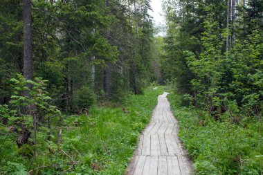Ormanda ağaçtan yapılmış bir patika.