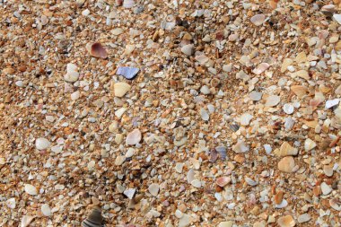 Deniz çakıl ve kabukları