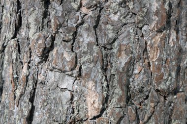 Ağaç kabuğunun kahverengi arkaplan dokusu