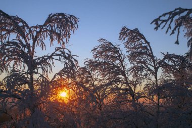 Gün batımında kar altında ağaç dalları