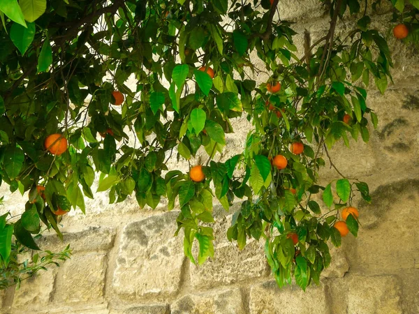 Orange Tree Stone Wall — ストック写真