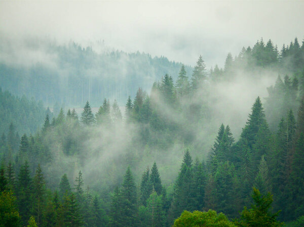 Summer fog in the Carpathian mountains 