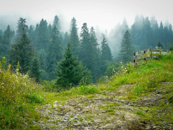 Nebbia Estiva Nella Foresta Dei Carpazi — Foto Stock