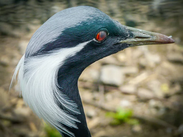 ウクライナの地方動物園のエキゾチックな鳥 — ストック写真