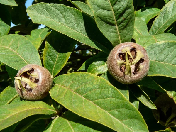 Arbuste Mespilus Germanica Feuillage Aux Fruits — Photo