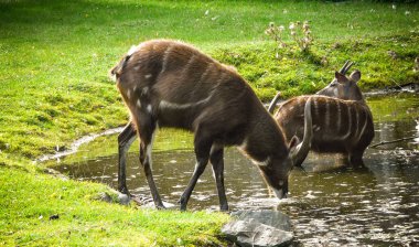 İki antilop hayvanat bahçesinde su içer. 