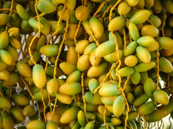 Frutos Palmera Datilera Turca —  Fotos de Stock