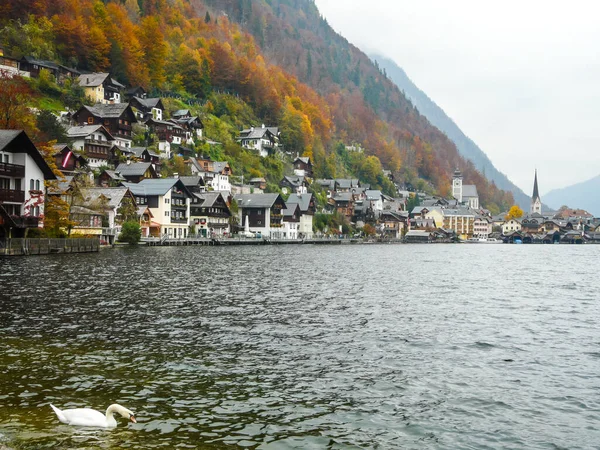 White Swan Lake Hallstatt — Stock Photo, Image