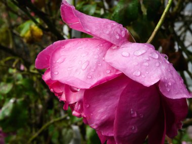 Su damlalı güzel pembe gül 
