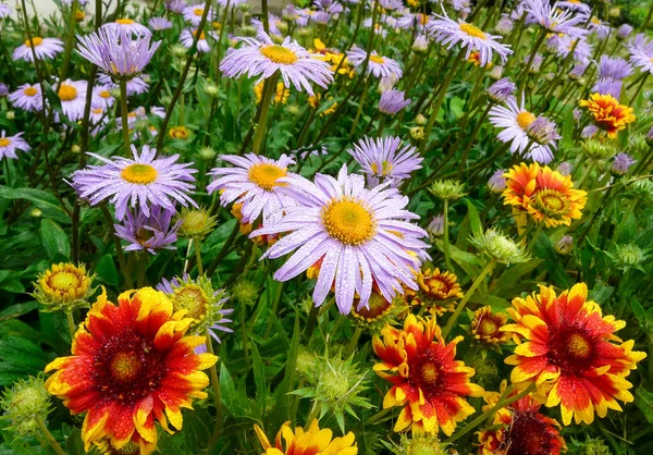 Belas Flores Coloridas Jardim — Fotografia de Stock