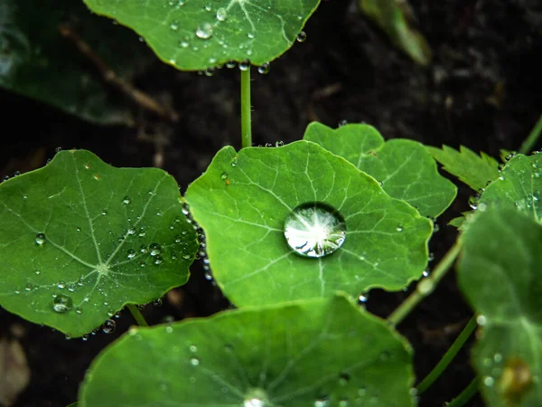 Gocce Acqua Sulla Centella Asiatica — Foto Stock