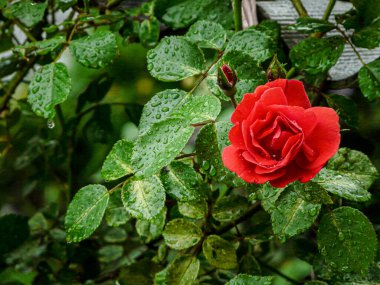 Su damlalı kırmızı gül ve yeşil yapraklar 