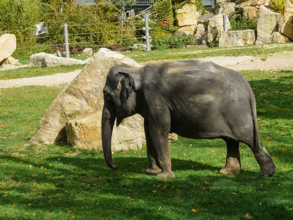 Éléphant Afrique Dans Zoo Prague — Photo