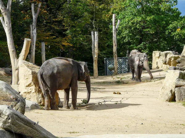 Two Elephants Zoo — Stock Photo, Image