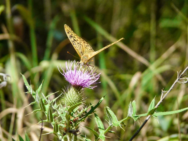 Papillon Sur Décoloration Cirsium — Photo