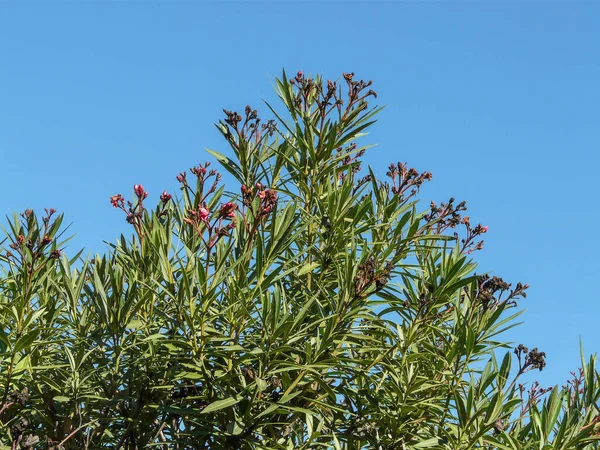 Een Mooie Groene Nerium Oleander — Stockfoto