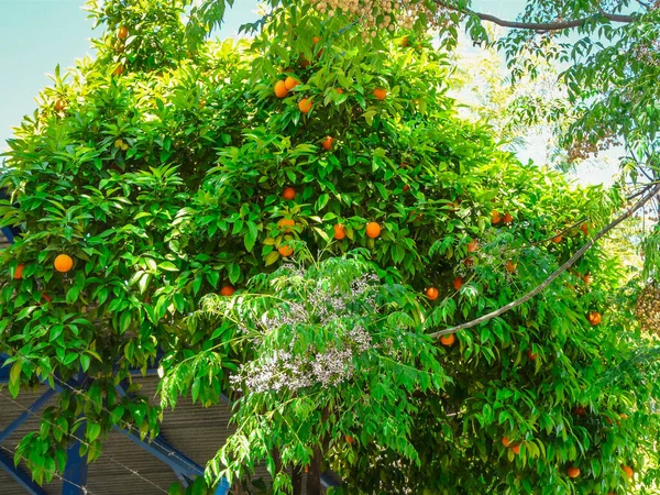 İspanya 'da güzel bir portakal ağacı 