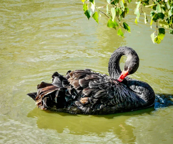 Gölde siyah bir kuğu 