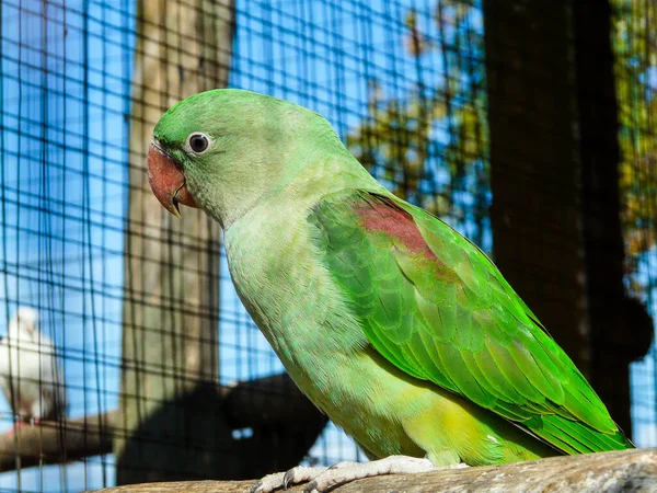 Een Prachtige Kleurrijke Papegaai Een Dierentuin — Stockfoto