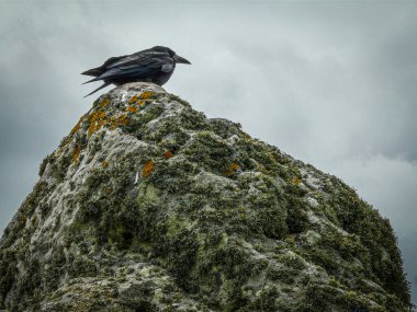 Eski taşın üzerinde siyah bir kuzgun