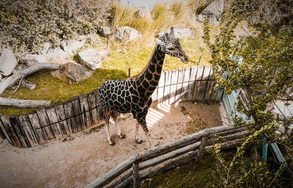 Une Belle Girafe Africaine Tachetée — Photo