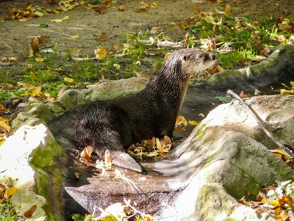 North American River Otter — Stock Photo, Image