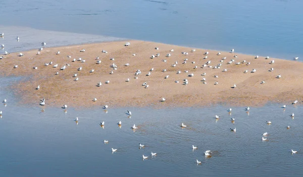 Varşova 'daki Wisla Nehri' ndeki beyaz kuşlar 