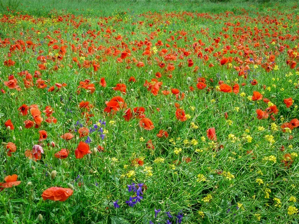 Meadow Poppies Ukraine — стоковое фото