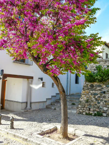 Granada 'da güzel pembe bir ağaç 