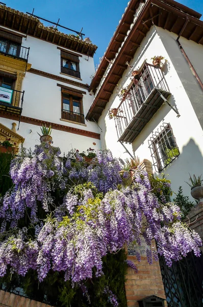 Glycine Chine Wisteria Sinensis Granada — стоковое фото