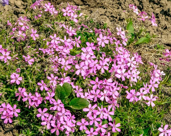Прекрасные Весенние Цветки Сада — стоковое фото