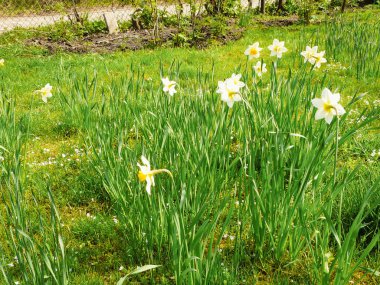 Baharda güzel bir Ukrayna bahçesinde 