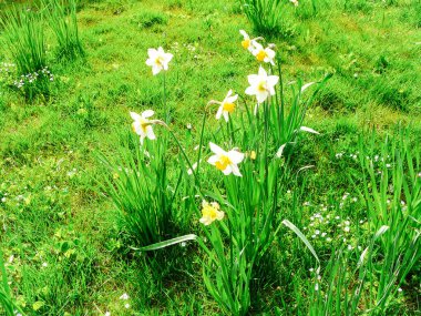 Narcissus güzel bir bahçe çiçeği.