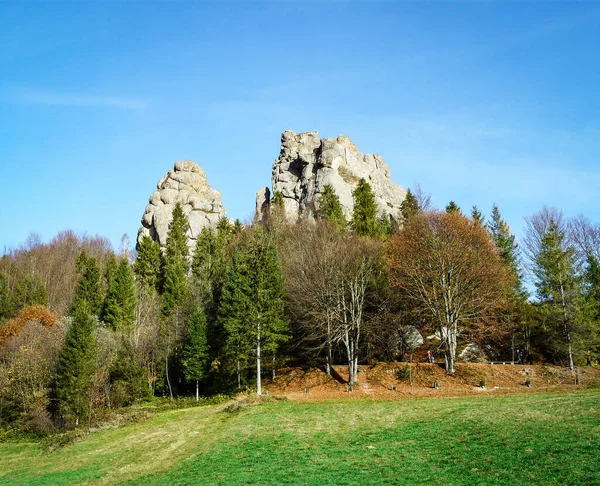 Karpat dağlarının güzel bir ormanı 