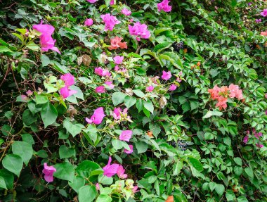 Bougainvillea spectabilis veya büyük bougainvillea 